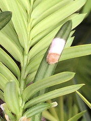 Pulvinaria floccifera