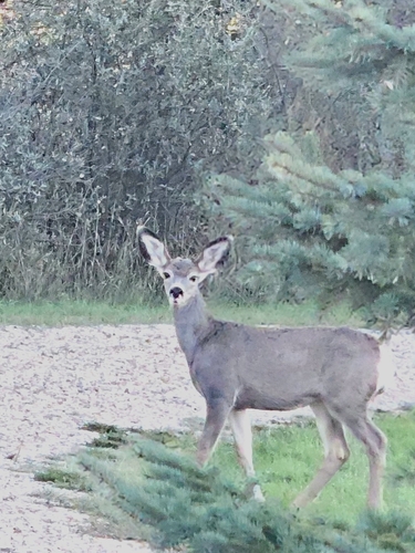 Mule Deer
