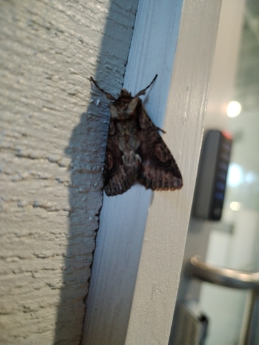 Green-brindled Crescent