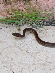 Mastigodryas pulchriceps