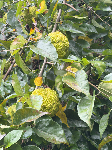 Osage-orange