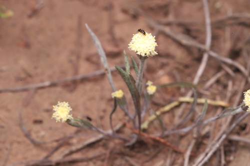 Broad-leaved Millotia