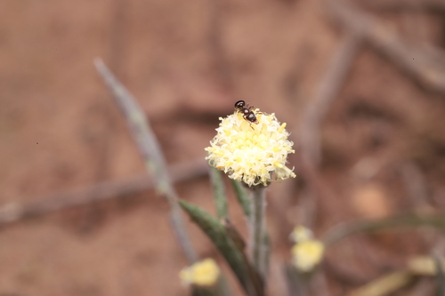 Mesostruma bella