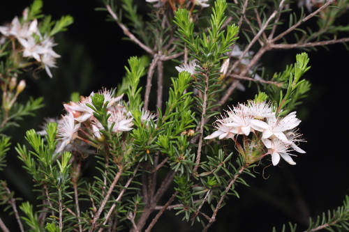 Fringe Myrtle
