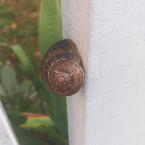 Garden Snail