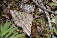 Isturgia murinaria