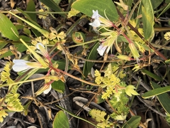 author not stated, no rights reserved Pelargonium candicans, photograph author not stated, no rights reserved