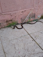 Mastigodryas pulchriceps