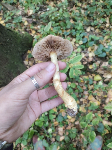 birch webcap