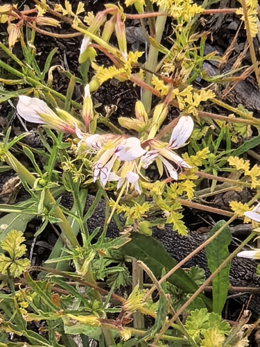 Pelargonium candicans, photograph 5
