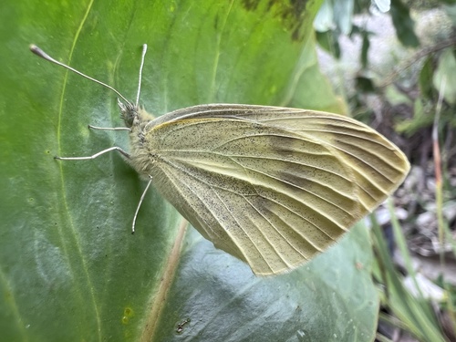 Small White