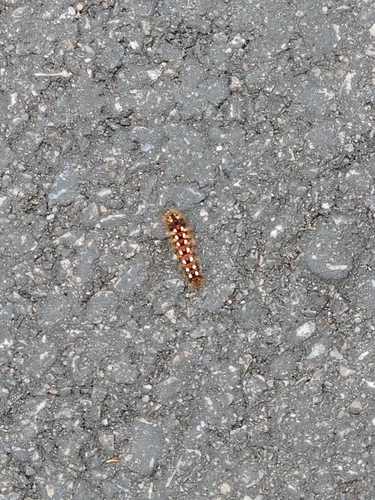Knot Grass Moth