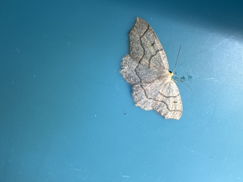 Hemlock Looper Moth