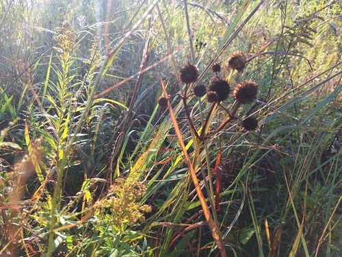 rattlesnake master