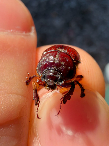 Lazarus's Earth-boring Scarab Beetle