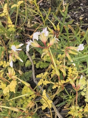 Pelargonium candicans, photograph author not stated, no rights reserved