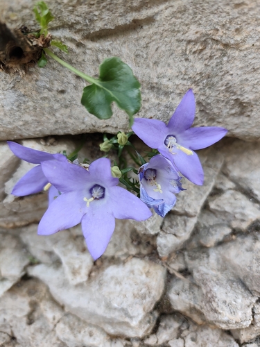 Chimney Bellflower