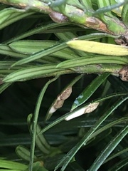 Pulvinaria floccifera