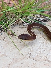 Mastigodryas pulchriceps