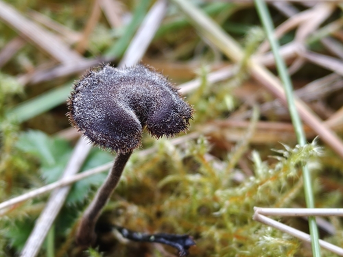 Earpick Fungus