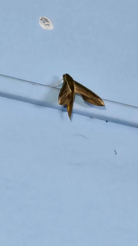 Yam Hawkmoth
