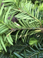 Pulvinaria floccifera