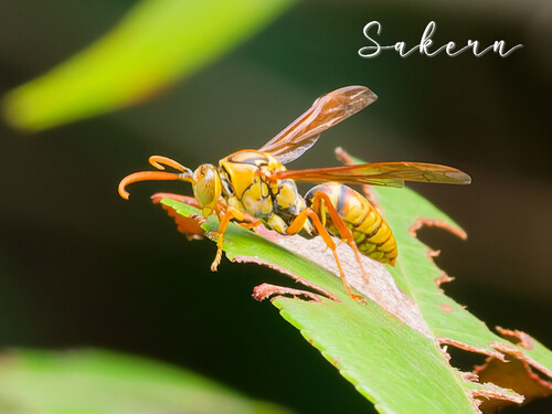 Polistes japonicus