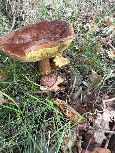 Bay Bolete