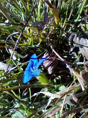 Gentiana verna, photograph 2
