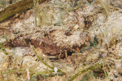 Inimicus didactylus observed 2026-09-22