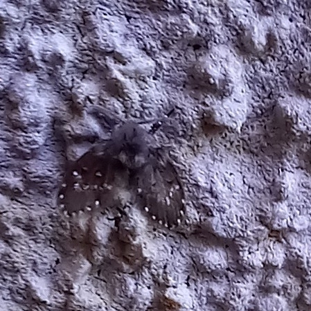 Bathroom Moth Fly