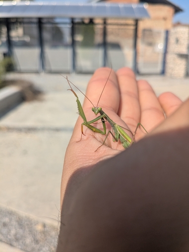 European Mantis