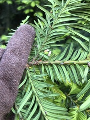 Pulvinaria floccifera