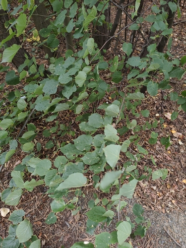 Little-leaf Linden