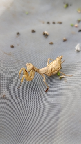 European Dwarf Mantis