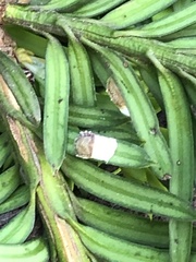 Pulvinaria floccifera