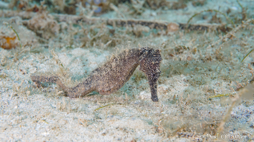 Hippocampus kuda observed 2026-09-22