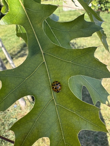 Asian Lady Beetle