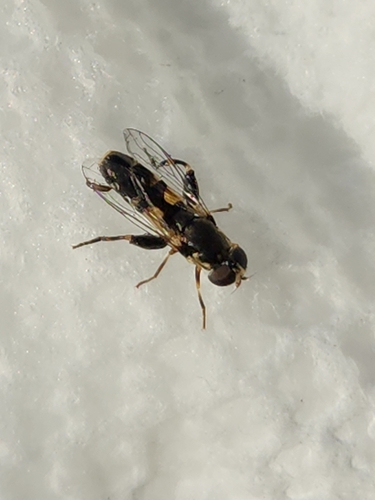 Thick-legged Hover Fly