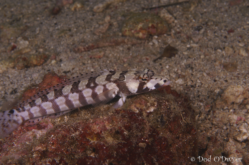 Parapercis tetracantha observed 2026-09-22
