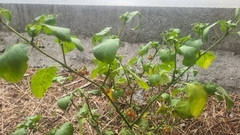 Solanum villosum