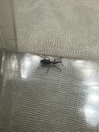 Sweet Potato Weevil
