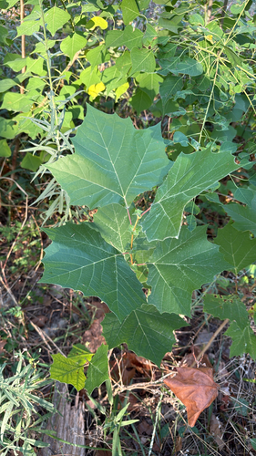 American sycamore