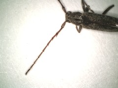 Elaphidion mucronatum