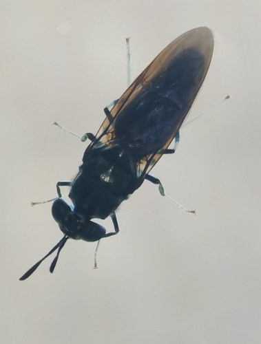 Black Soldier Fly