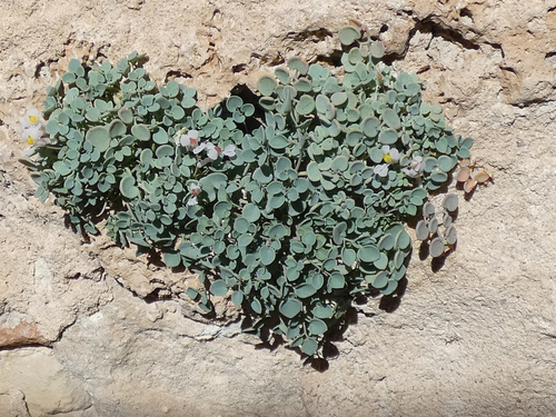 Sarcocapnos enneaphylla