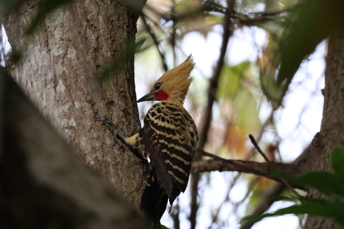 Ochre-backed Woodpecker