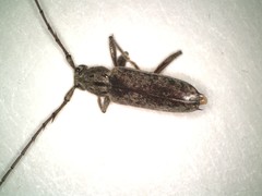 Elaphidion mucronatum