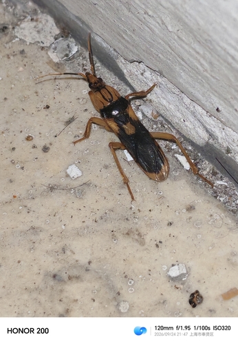 Sirthenea flavipes