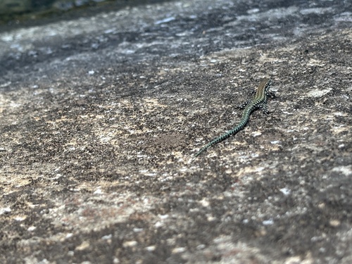 Andalusian wall lizard